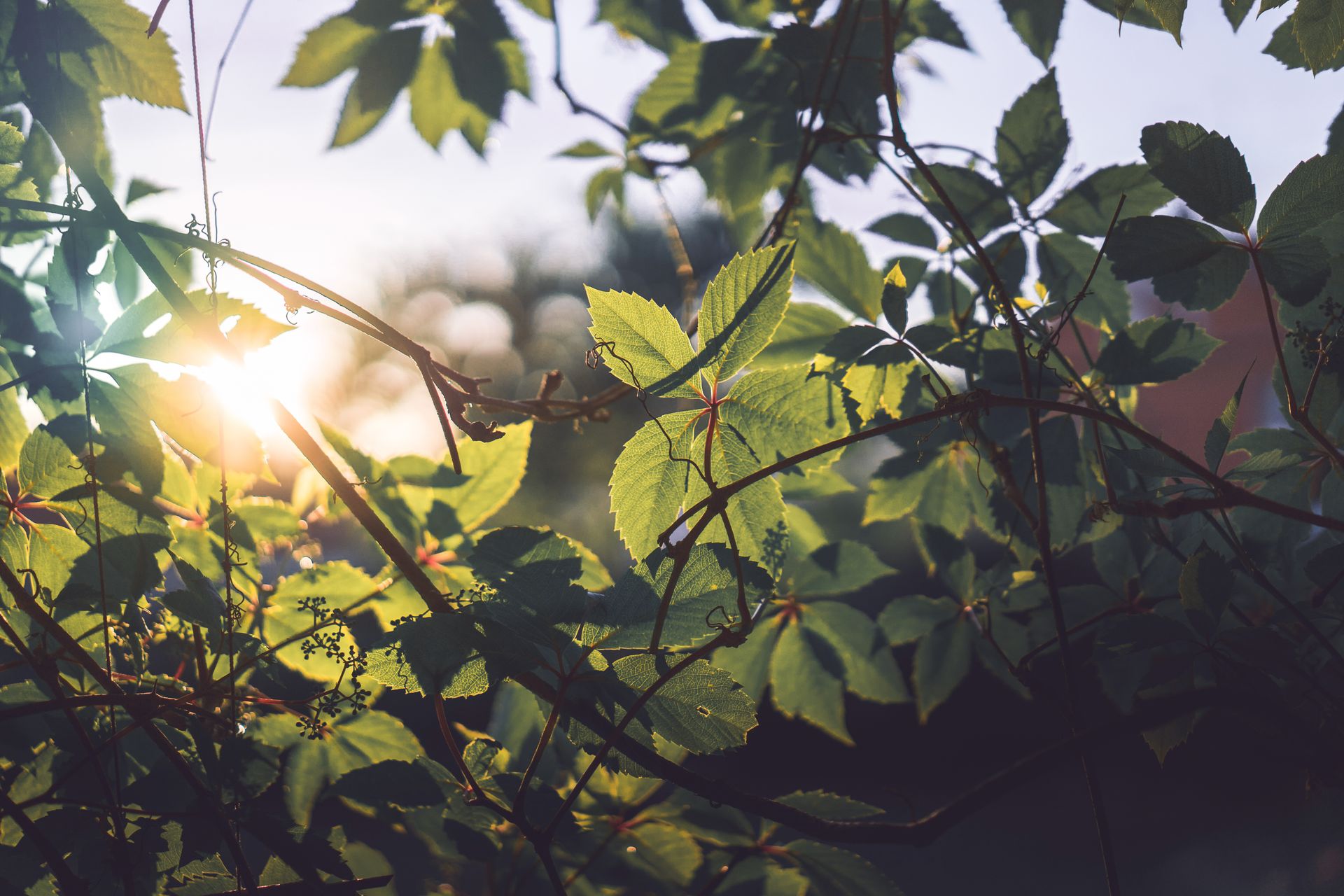 Plants silhouetted against golden sunlight